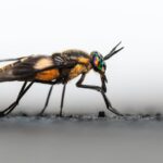 Insektenwandhaltung - Warum können sie an Wänden laufen?