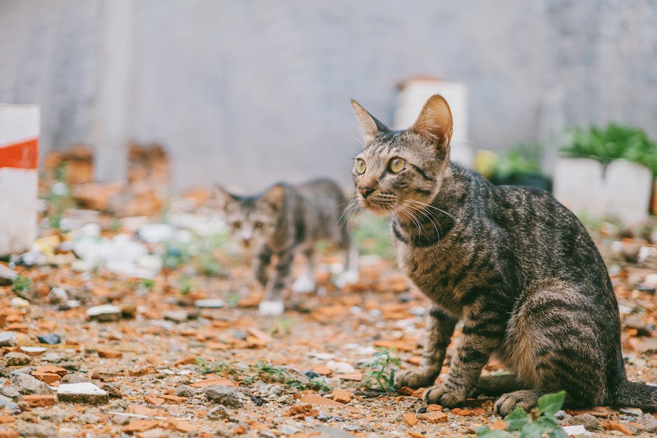 Katzen kratzen an der Wand, um ihre Krallen zu schärfen