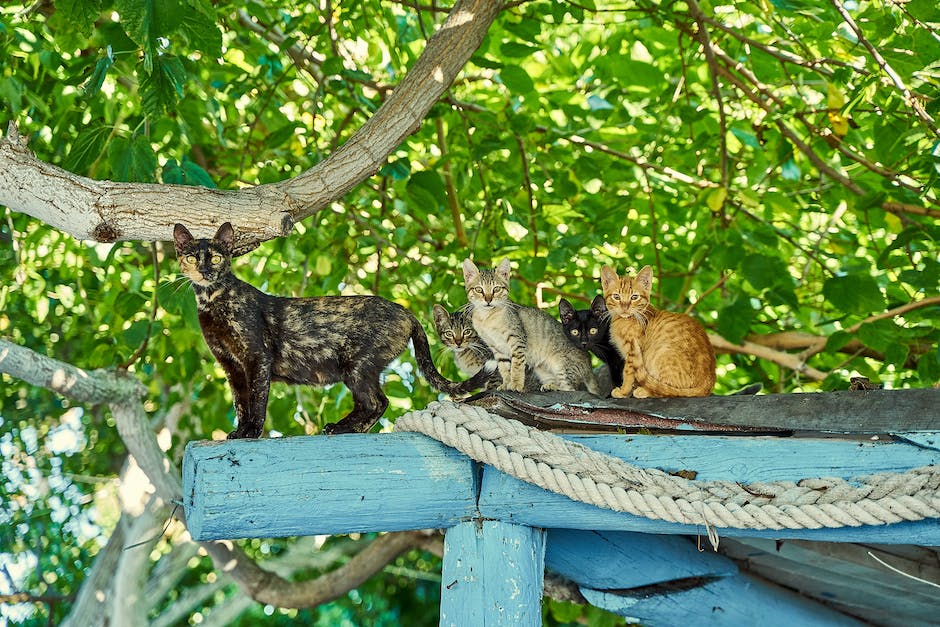 Warum kratzen Katzen an Wänden?