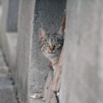 Katzenklo-Faszination: Warum kratzen Katzen an einer Wand?