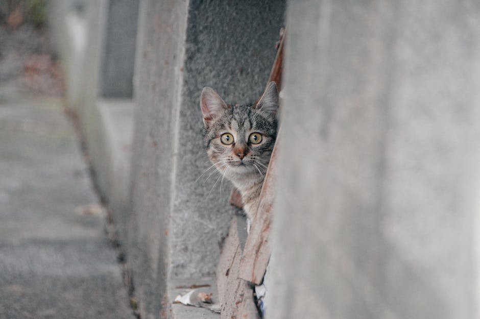 Katzenklo-Faszination: Warum kratzen Katzen an einer Wand?