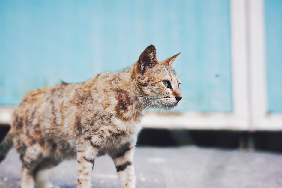 Katzen wändes kratzen warum