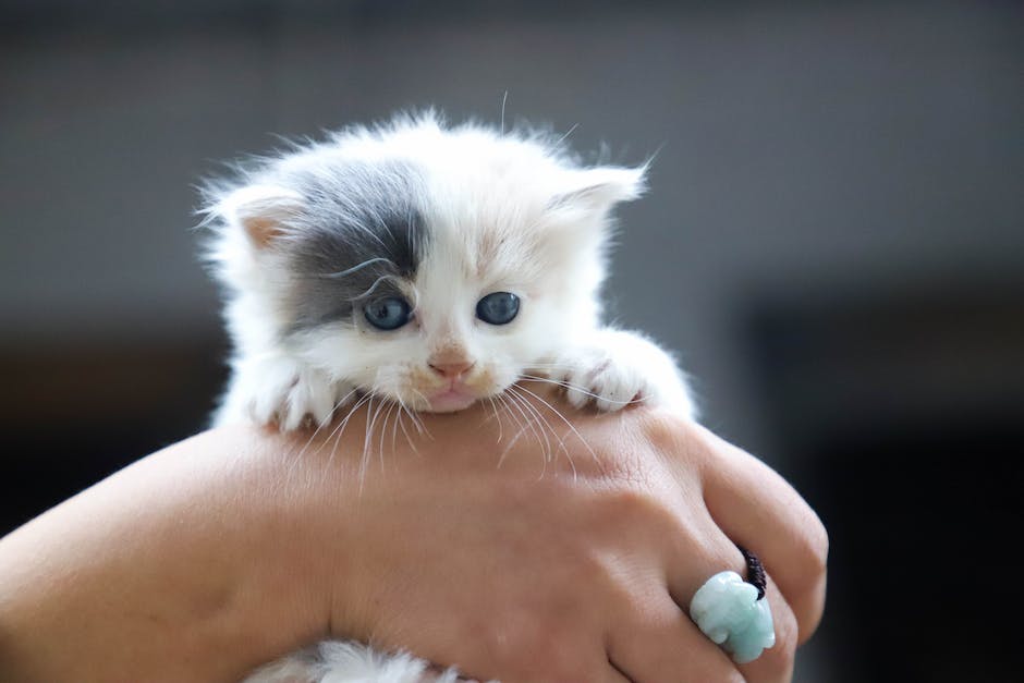 Katzen lecken Wände aus Instinkt, Markierung und Selbstreinigung