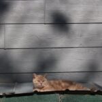 Warum schauen Katzen die Wand an - Erforschen von Verhaltensweisen
