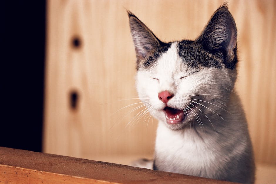  Ablenkung für die Katze schaffen wenn sie an der Wand kratzt