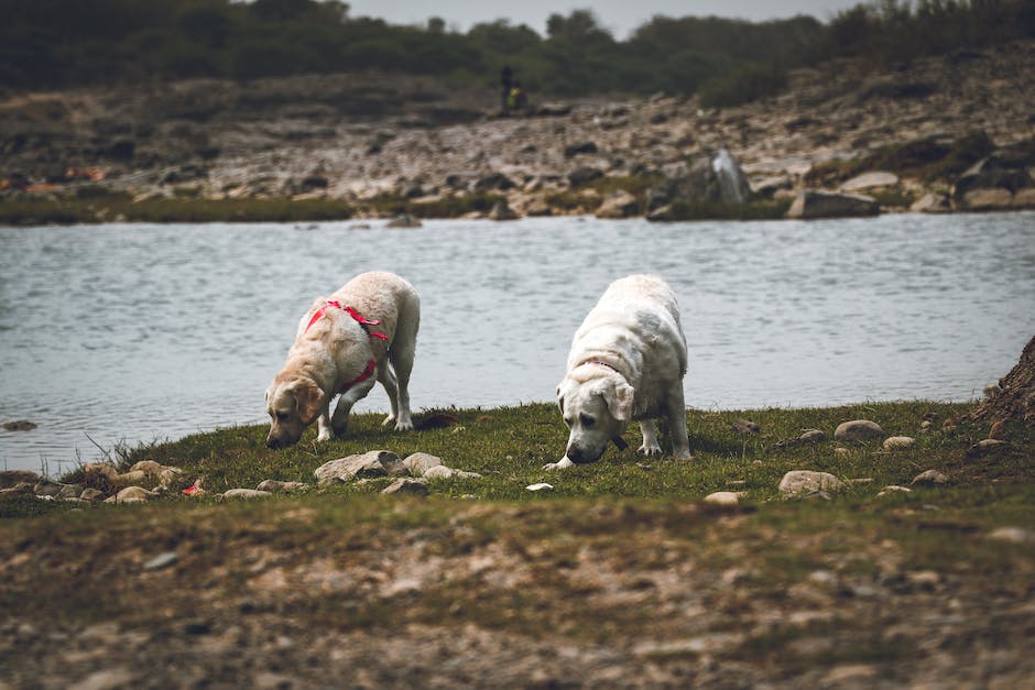  Hunde während dem Wandern beachten