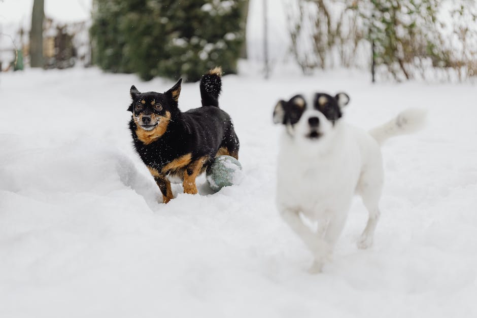  Hunde an der Wand kratzen, um Aufmerksamkeit zu bekommen