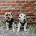 Hunde kratzen an der Wand aus Langeweile oder Stress