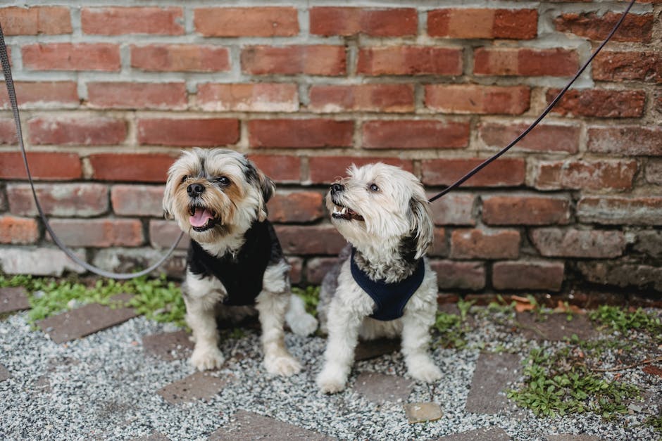 Hunde kratzen an der Wand aus Langeweile oder Stress