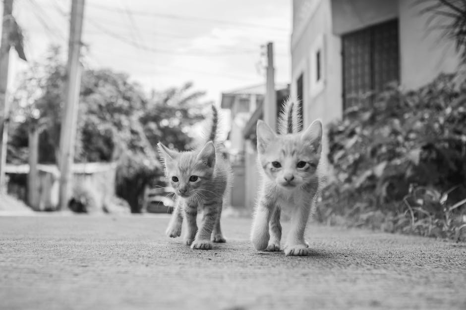 Katzen kratzen an Wänden weil sie Markierungen hinterlassen möchten.