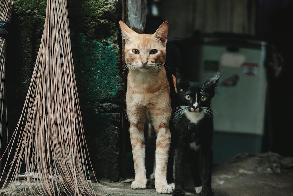  Katzen die an Wänden kratzen, um Territorium zu markieren