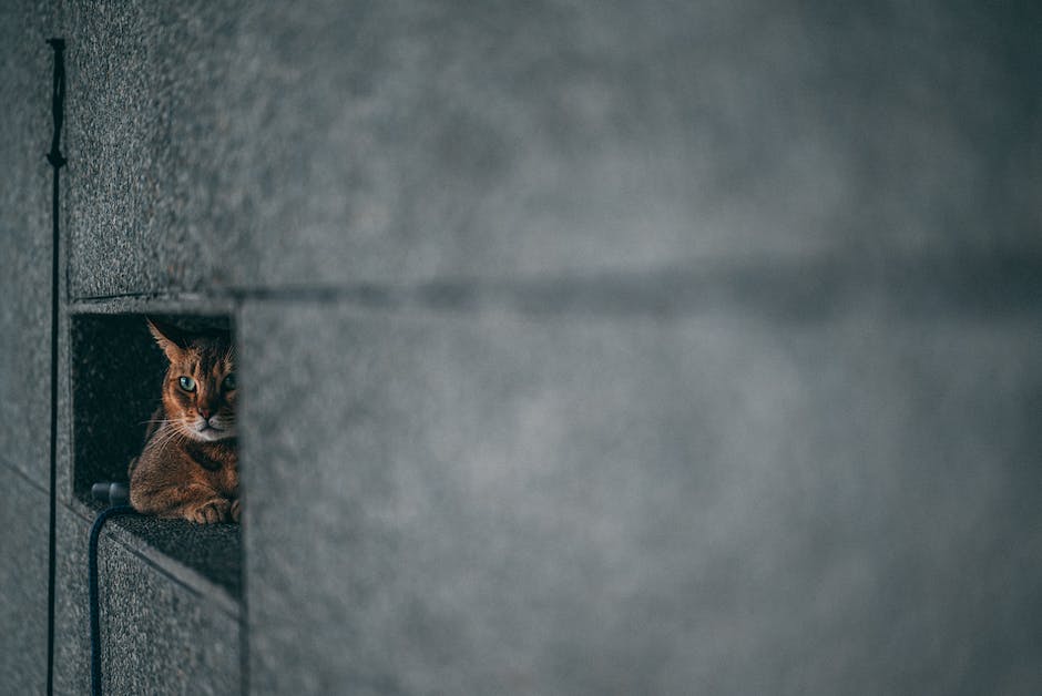 Katzen an der Wand: Warum kratzen sie?