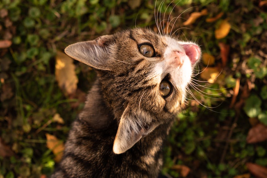  Warum kratzen Katzen an der Wand des Katzenklos?