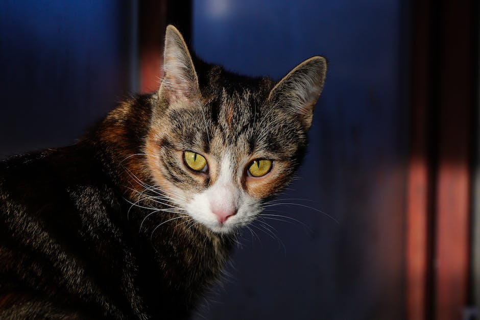 Kratzen Katzen an der Wand vom Katzenklo, um Markierung zu hinterlassen