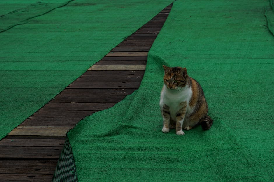 Warum kratzen Katzen an der Wand von Katzenklos?