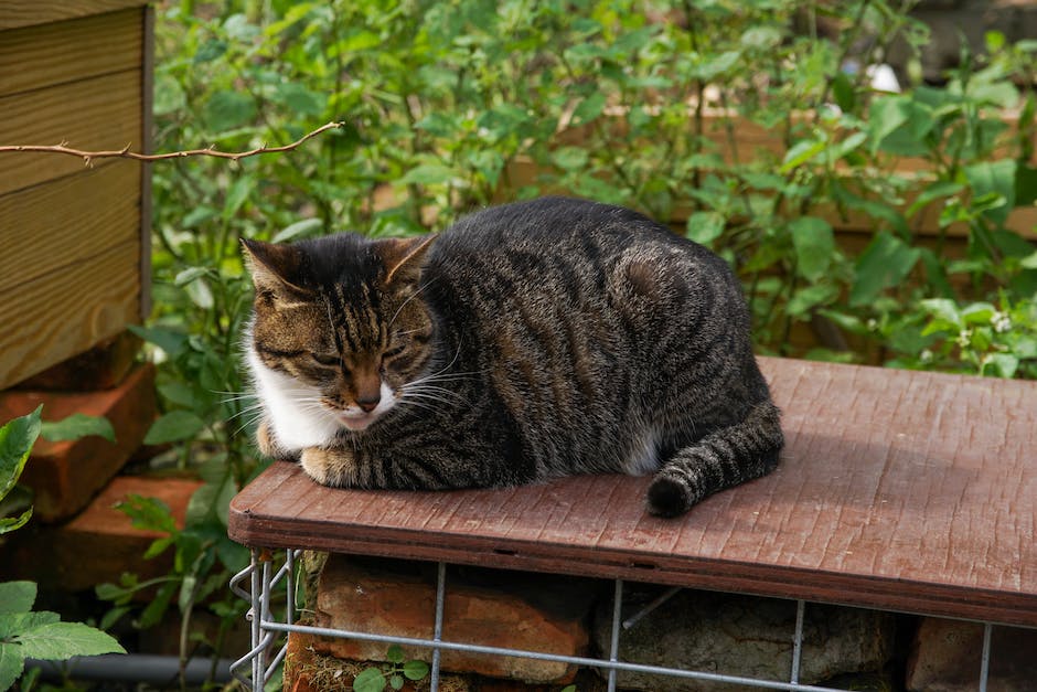  Katzenwandkratzen als Ventil für Stress und Unterhaltung