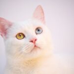 Katzen wändelecken: Warum sie es tun und was man dagegen tun kann