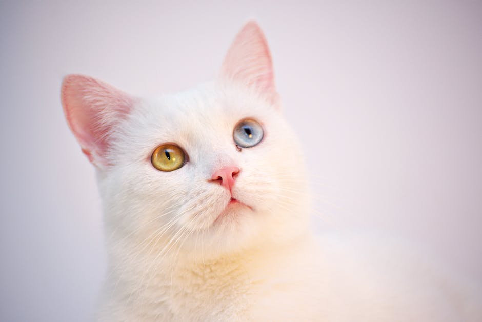 Katzen wändelecken: Warum sie es tun und was man dagegen tun kann