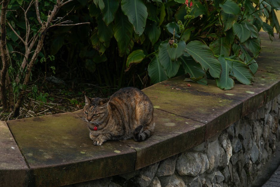  Katze leckt Wand, katzenverhalten