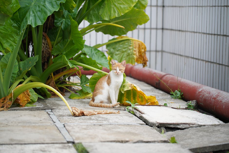  Katze starrt an die Wand aus Neugierde