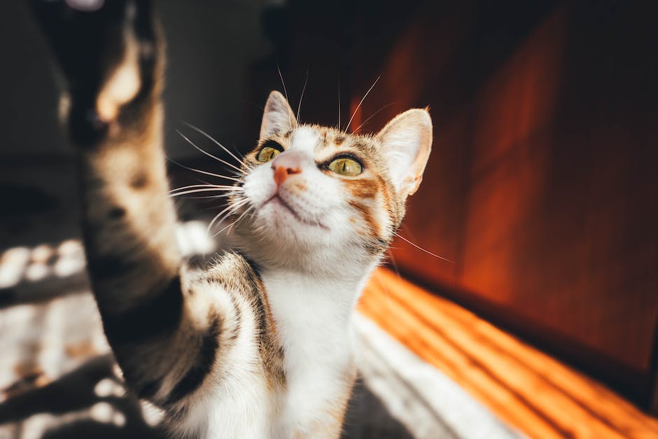 Lösung gegen Kratzer an der Wand durch Katzen