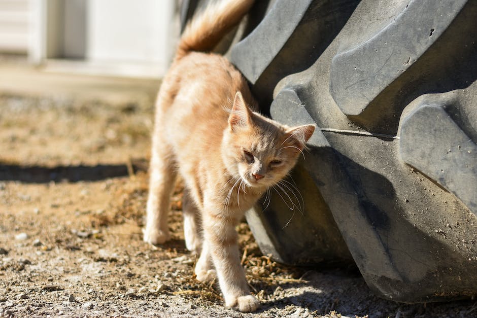 Katze an Wand kratzen - wie man das Problem löst