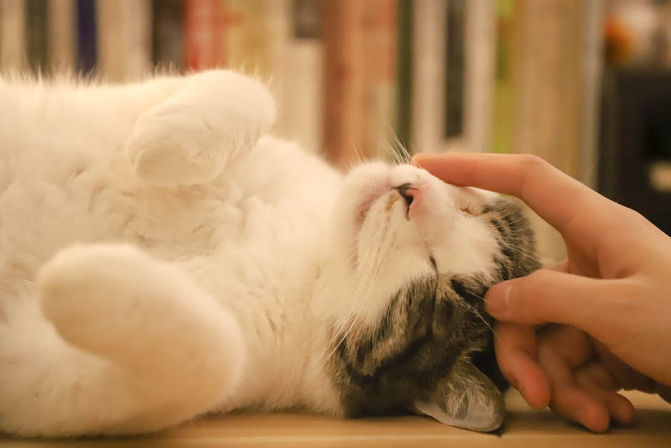 Lösungen für das Kratzen der Katze an der Wand