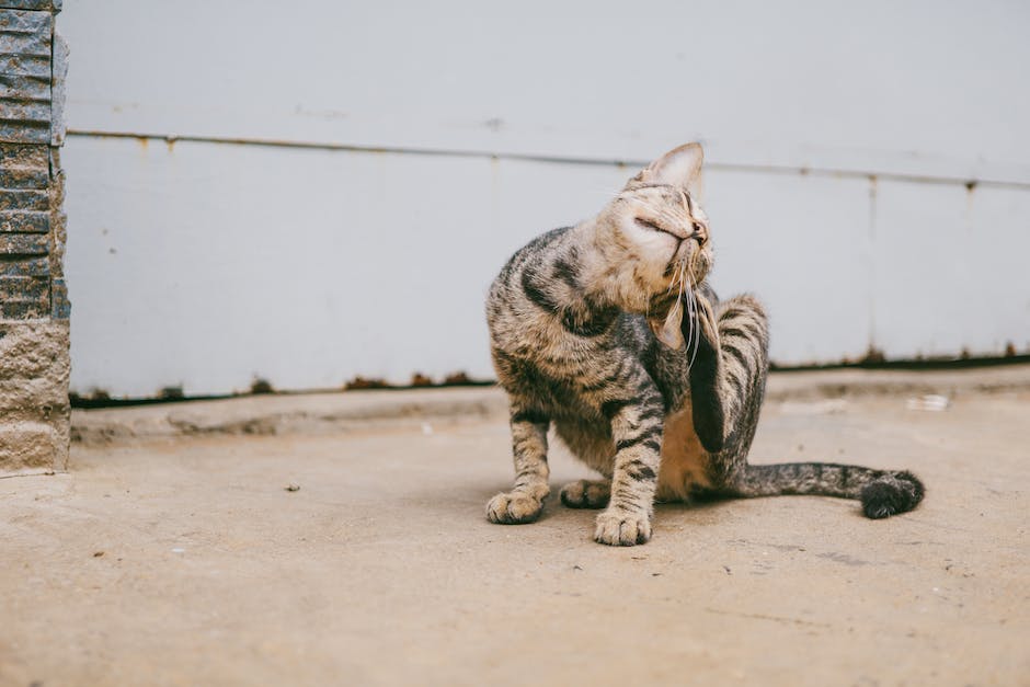  Katzenwände kratzen verhindern