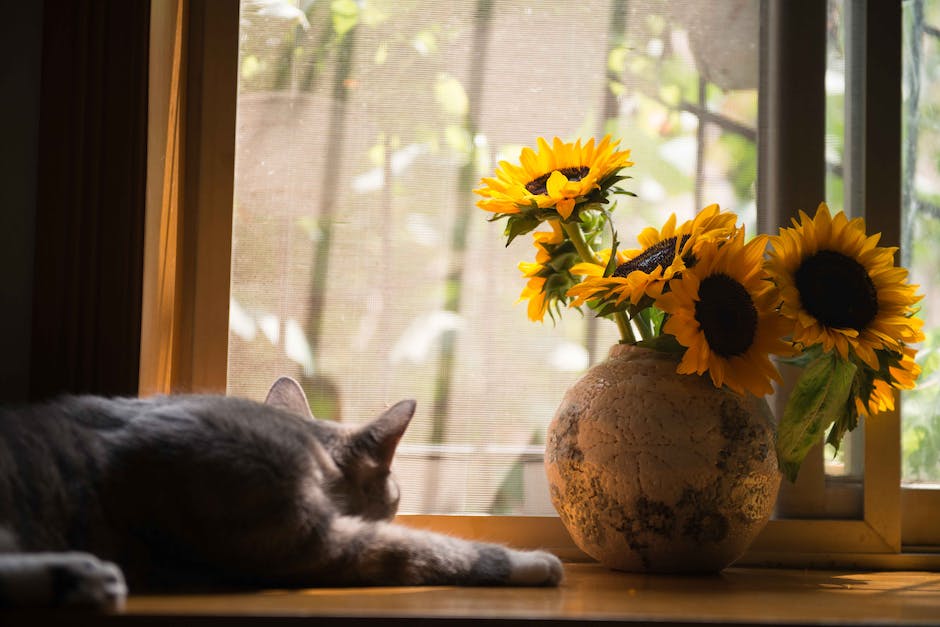  Katzen an der Wand kratzen vermeiden