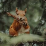 Holzofen Abstand von der Wand