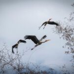 Krötenwanderung Entfernung